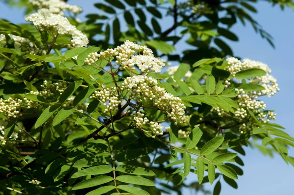 Sorbus aucuparia - Flowers rowan. lowering rowan in spring time. White flowers of the rowan tree. Spring. Flowering cluster of the wild ash.