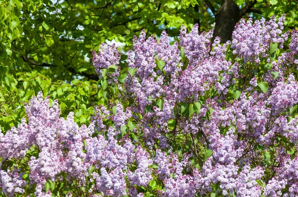 Vackra Färska Lila Violetta Blommor Närbild Lila Blommor Vårblomma Gren — Stockfoto