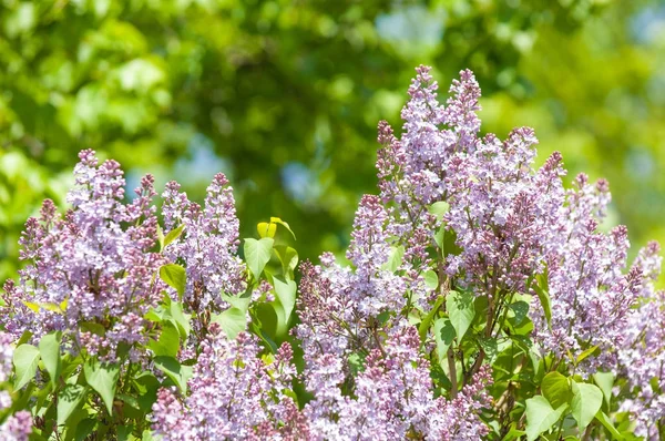 Güzel mor menekşe çiçekleri. Mor çiçekleri kapatın. Bahar çiçeği, leylak dalı. Leylak çalısı, leylak arkaplan. Bahar leylağı çiçekli dal.