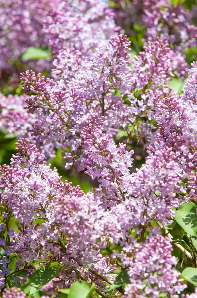 Schöne Frische Violette Blüten Nahaufnahme Von Lila Blüten Frühlingsblume Ein — Stockfoto