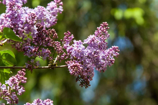 Güzel mor menekşe çiçekleri. Mor çiçekleri kapatın. Bahar çiçeği, leylak dalı. Leylak çalısı, leylak arkaplan. Bahar leylağı çiçekli dal.