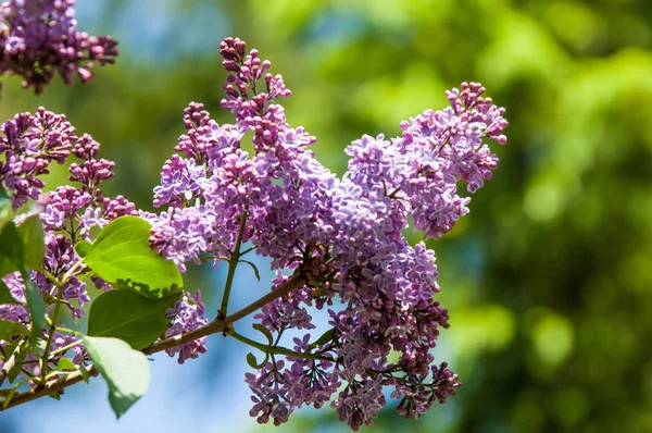 Güzel mor menekşe çiçekleri. Mor çiçekleri kapatın. Bahar çiçeği, leylak dalı. Leylak çalısı, leylak arkaplan. Bahar leylağı çiçekli dal.