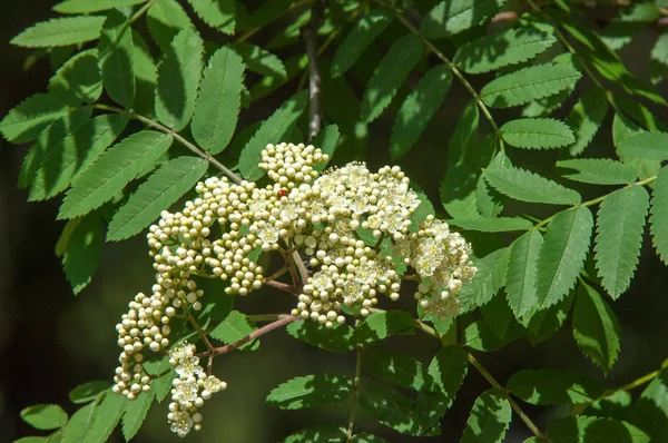 Çam bahar fışkın. Genç yeşil çam dalı. Bahar Orman. Çam ile yeni bir ivme ve erkek önümüzdeki bahar dalı. çam dal altın güneş