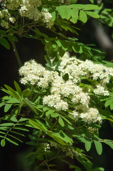 Çam bahar fışkın. Genç yeşil çam dalı. Bahar Orman. Çam ile yeni bir ivme ve erkek önümüzdeki bahar dalı. çam dal altın güneş