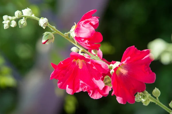 アオイ科の植物の花 毛深い茎 ピンクまたは紫の花と果物の円盤状草本植物 いくつかの種類が 観賞用として栽培されて いくつかの食用 — ストック写真