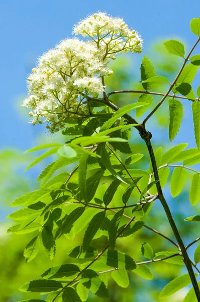 Çam bahar fışkın. Genç yeşil çam dalı. Bahar Orman. Çam ile yeni bir ivme ve erkek önümüzdeki bahar dalı. çam dal altın güneş