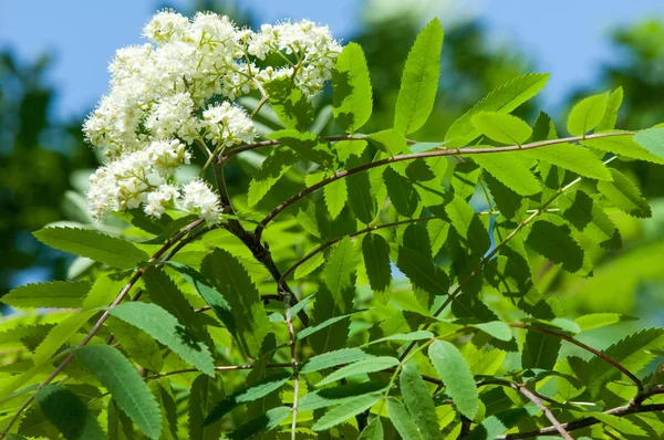 Çam bahar fışkın. Genç yeşil çam dalı. Bahar Orman. Çam ile yeni bir ivme ve erkek önümüzdeki bahar dalı. çam dal altın güneş