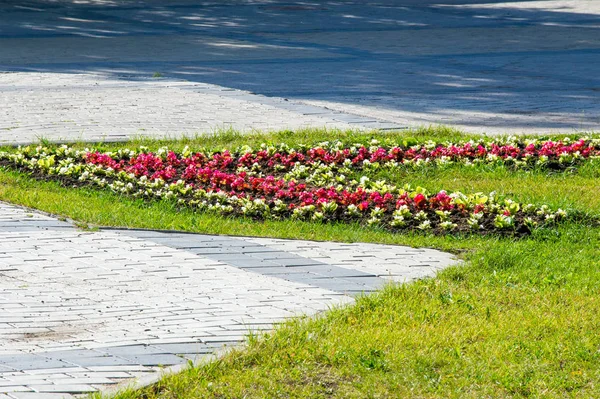 Sommarlandskap Staden Blomma Sängar Med Blommor Blommande Färgglada Blomrabatter Sommar — Stockfoto