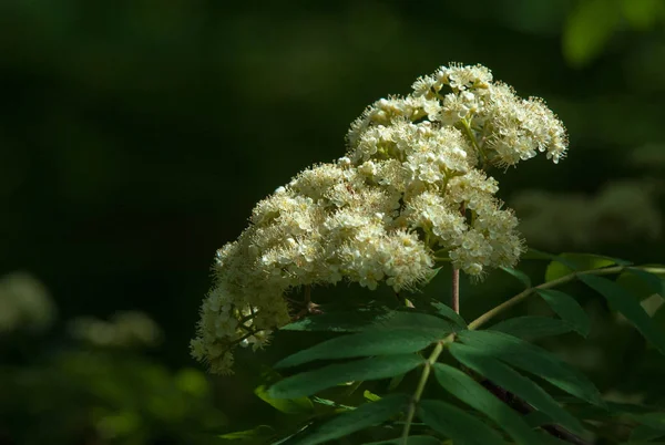 Çam bahar fışkın. Genç yeşil çam dalı. Bahar Orman. Çam ile yeni bir ivme ve erkek önümüzdeki bahar dalı. çam dal altın güneş