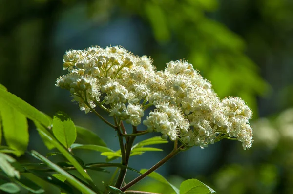 Sprig Pino Primavera Giovane Ramo Pino Verde Foresta Primaverile Sprig — Foto Stock