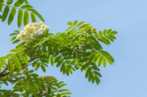 Çam bahar fışkın. Genç yeşil çam dalı. Bahar Orman. Çam ile yeni bir ivme ve erkek önümüzdeki bahar dalı. çam dal altın güneş