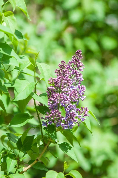 Güzel mor menekşe çiçekleri. Mor çiçekleri kapatın. Bahar çiçeği, leylak dalı. Leylak çalısı, leylak arkaplan. Bahar leylağı çiçekli dal.