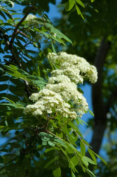 Rígido Pinheiro Primavera Jovem Ramo Pinheiro Verde Floresta Primavera Sprig — Fotografia de Stock