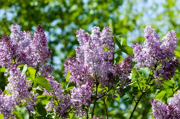 Vackra Färska Lila Violetta Blommor Närbild Lila Blommor Vårblomma Gren — Stockfoto