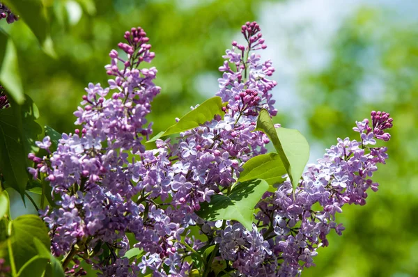 Güzel mor menekşe çiçekleri. Mor çiçekleri kapatın. Bahar çiçeği, leylak dalı. Leylak çalısı, leylak arkaplan. Bahar leylağı çiçekli dal.