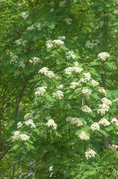 Çam bahar fışkın. Genç yeşil çam dalı. Bahar Orman. Çam ile yeni bir ivme ve erkek önümüzdeki bahar dalı. çam dal altın güneş