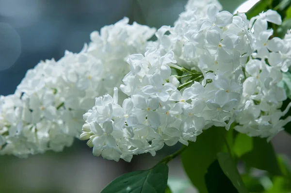 Flowers white lilac on a background of green leaves close-up. White lilac flowers background / white lilacs macro / spring flower / syringe vulgaris.