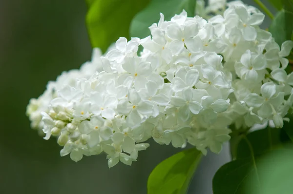 Цветы Белого Лилового Цвета Фоне Зеленых Листьев Крупным Планом Белый — стоковое фото