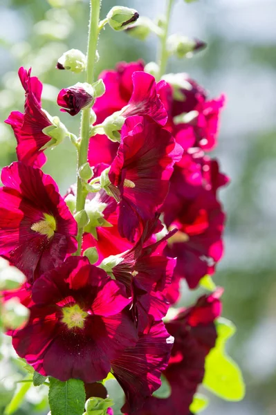 Ebegümeci çiçekler. kıllı kaynaklanıyor, pembe ya da mor çiçekler ve disk şeklinde meyve otsu bir bitki. Birkaç tür süsbitkileri yetiştirilen ve bazı yemeklik.