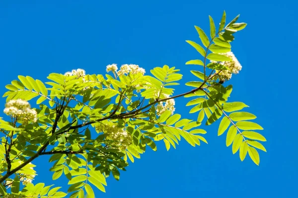Dağ kül çiçekler. Ashberry Sorbus aucuparia L. yeşillik ve çiçek çiçeklenme. Sıradan bir dal benekli yeşil arka plan üzerinde beyaz büyük çiçekli kayalar