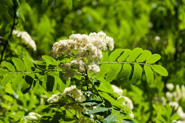 Flores Cinza Montanha Floração Ashberry Sorbus Aucuparia Folhagem Flores Rochas — Fotografia de Stock