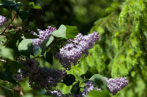 Eflatun çiçekler. Arka plan bulanık ile yeşil yaprakları ile leylak dalı solgun eflatun çiçekler. Bahar eflatun çiçekli yeşil dal. Yaprakları ile Lila çiçek şube