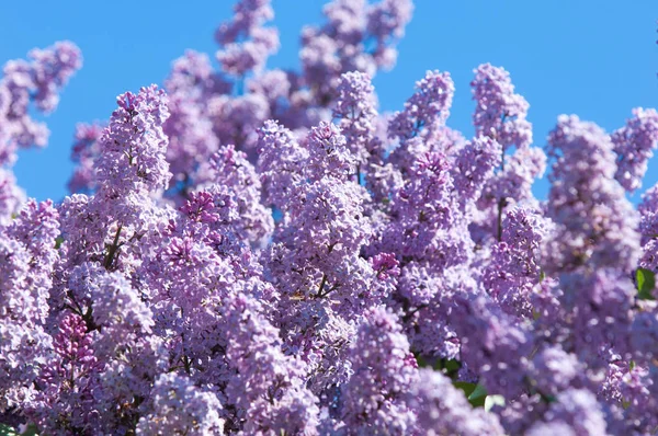 Eflatun çiçekler. Arka plan bulanık ile yeşil yaprakları ile leylak dalı solgun eflatun çiçekler. Bahar eflatun çiçekli yeşil dal. Yaprakları ile Lila çiçek şube