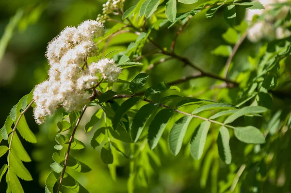 Dağ kül çiçekler. Ashberry Sorbus aucuparia L. yeşillik ve çiçek çiçeklenme. Sıradan bir dal benekli yeşil arka plan üzerinde beyaz büyük çiçekli kayalar