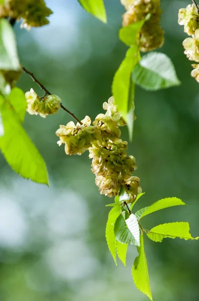 Stock image Flowers of Elms, Karagach. Elm Tree, fruits of the elm tree