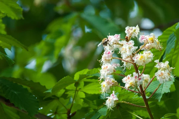 Kestane çiçekler. Şube kestane kapatın. Beyaz kestane çiçekleri yemyeşil yeşil yaprakları arka planı fotoğraflandı. Çiçekli dallar kestane ağacının