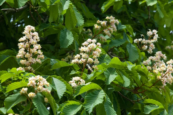 Kastanj Blommor Gren Kastanj Närbild Vit Kastanj Blommor Fotograferade Mot — Stockfoto