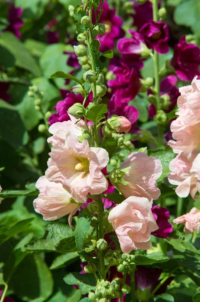 Ebegümeci çiçekler. kıllı kaynaklanıyor, pembe ya da mor çiçekler ve disk şeklinde meyve otsu bir bitki. Birkaç tür süsbitkileri yetiştirilen ve bazı yemeklik.