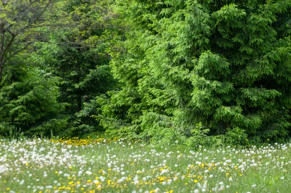 Şehir Parkı bahar. Çam karahindiba