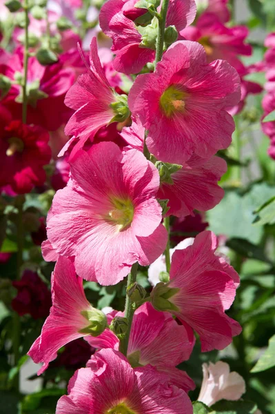 アオイ科の植物の花 毛深い茎 ピンクまたは紫の花と果物の円盤状草本植物 いくつかの種類が 観賞用として栽培されて いくつかの食用 — ストック写真