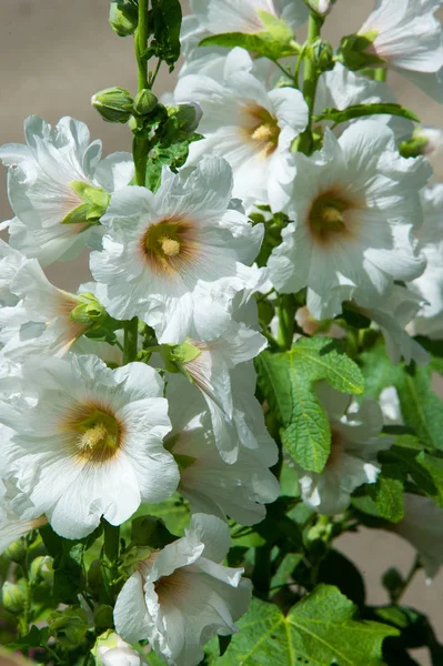 Flores Malva Uma Planta Herbácea Com Caules Peludos Flores Rosa — Fotografia de Stock