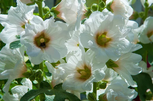 Ebegümeci çiçekler. kıllı kaynaklanıyor, pembe ya da mor çiçekler ve disk şeklinde meyve otsu bir bitki. Birkaç tür süsbitkileri yetiştirilen ve bazı yemeklik.