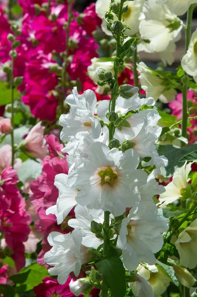 Ebegümeci çiçekler. kıllı kaynaklanıyor, pembe ya da mor çiçekler ve disk şeklinde meyve otsu bir bitki. Birkaç tür süsbitkileri yetiştirilen ve bazı yemeklik.