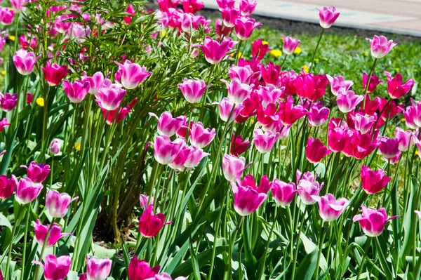 The tulip is a Eurasian and North African genus of herbaceous, perennial. a bulbous spring-flowering plant of the lily family, with boldly colored cup-shaped flowers