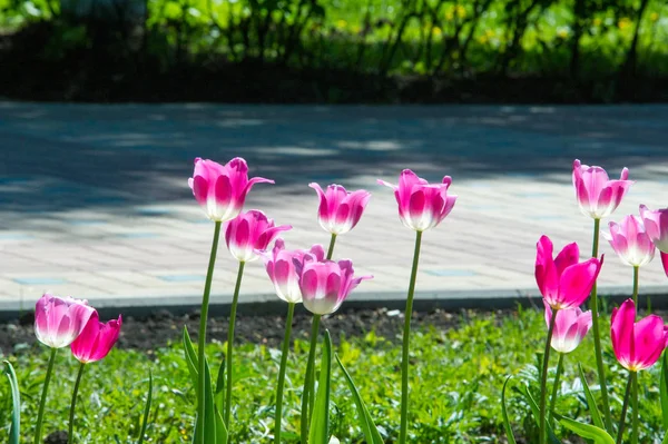 Tulipán Género Plantas Herbáceas Perennes Eurasia África Del Norte Una — Foto de Stock