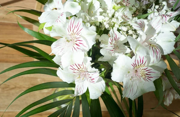 Alstroemeria Género Plantas Con Flores Perteneciente Familia Alstroemeriaceae —  Fotos de Stock