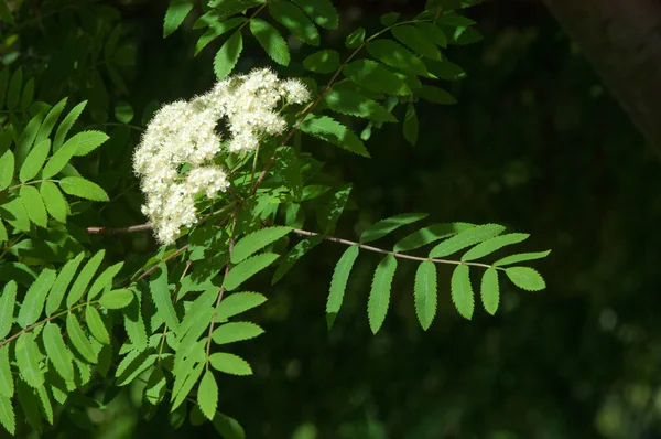 Çam bahar fışkın. Genç yeşil çam dalı. Bahar Orman. Çam ile yeni bir ivme ve erkek önümüzdeki bahar dalı. çam dal altın güneş