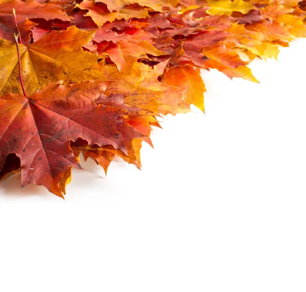 Textura, fondo, patrón. Hojas de arce de otoño. Antecedentes —  Fotos de Stock