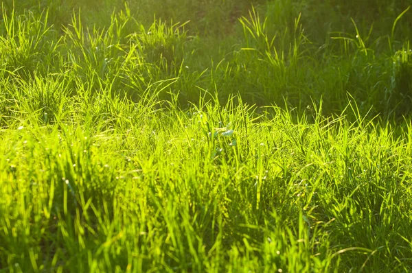 Doku, arka plan, desen. Güneş tarafından aydınlatılmış çim aydınlatma