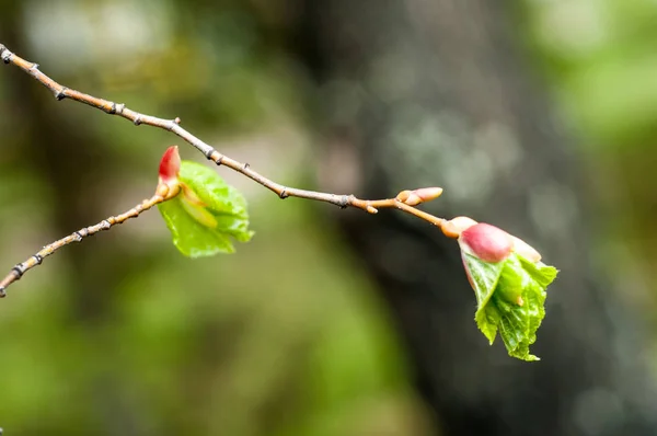 Textur Des Hintergrundbildes Frühlingslandschaft Die Ersten Blätter Der Bäume — Stockfoto