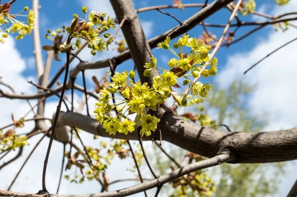 Texture Background Image Spring Landscape First Leaves Trees Royalty Free Stock Photos