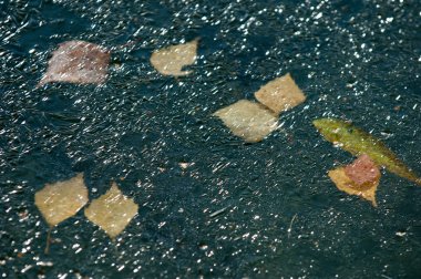 Parkta buz su havzası, buzun içinde donmuş yaprakları sonbaharda. Sonbaharın sarı yaprakları