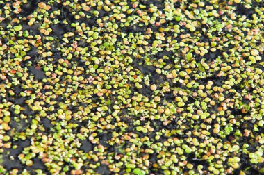 Bir bataklık, Tina, duckweed bir resim. Büyük miktarlarda kez yüzeyde belirgin bir sürekli yeşil katman oluşturan durgun su üzerinde yüzen küçük bir su çiçekli bitki.