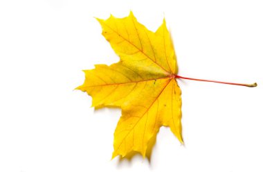 Doku, arka plan, desen. Sonbahar akçaağaç yaprakları. Akçaağaç arka plan bırakır. Kırmızı ve sarı akçaağaç sonbahar önceden yaprakları; Sonbahar nedeni