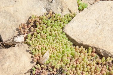 Doku, arka plan, desen. Sempervivum çiçekli bitkiler ailesinin Crassulaceae, ev kadınları bilinen çeşitleri hakkında bir cinstir. Liveforever bilinen diğer adları dahil