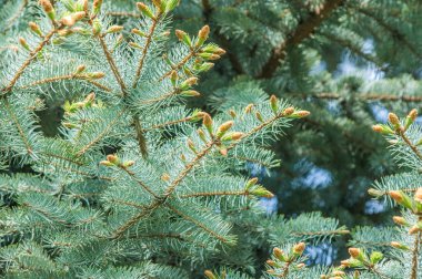 Bahar mavi köknar pençeleri. Mavi Ladin ve Çam iğneleri dalları yeni büyüme. Doğal çam dalları arka plan. Fotoğraflar doğal arka plan mavi ladin Şubesi